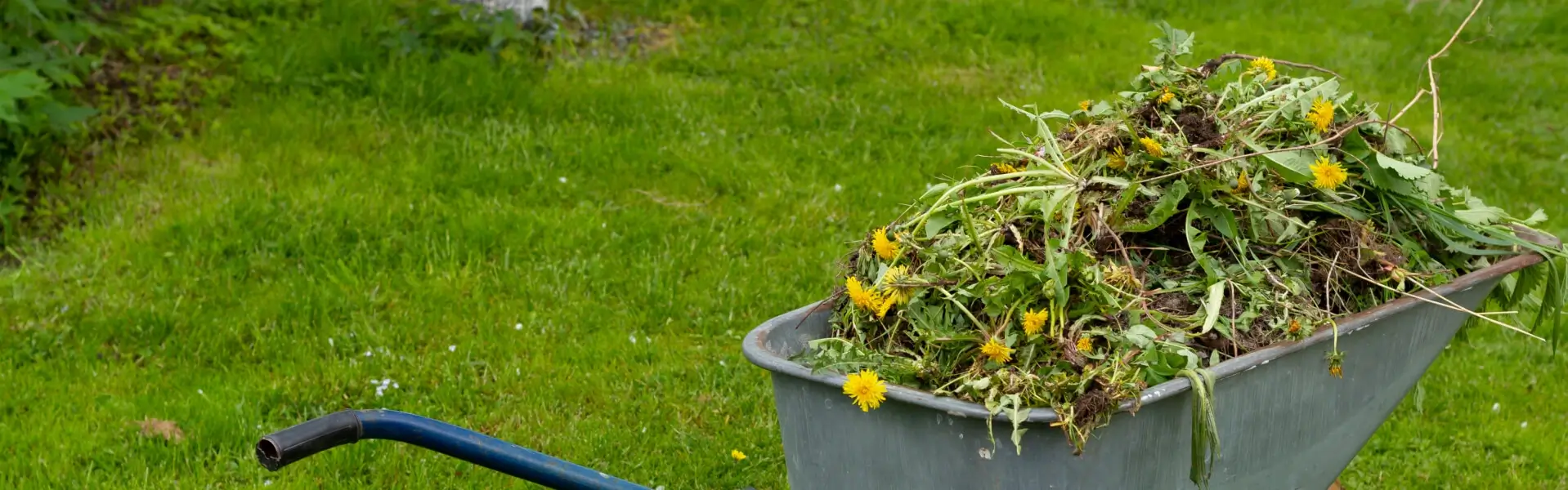 Green Waste Removal Sydney Green Waste Disposal Cheapest Load of